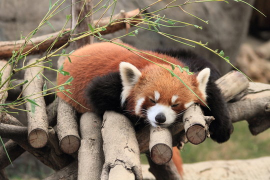 Fototapeta sleeping red panda in Hong Kong
