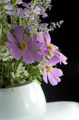 Cosmos bipinnatus