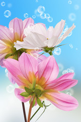 Fototapeta na wymiar Piękne kwiaty card.Floral tło