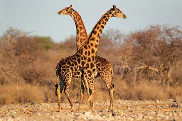 Fototapety  Byki żyraf, Park Narodowy Etosha