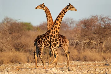 Gardinen Giraffenbullen, Etosha Nationalpark © EcoView