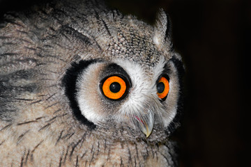 White-faced owl (Otis leucotis)