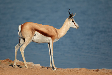 Springbok antelope, Etosha National Park