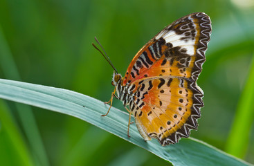 Naklejka premium Butterfly in green field