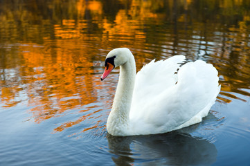 swan in fall