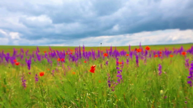 field of flowers and the cloudy sky