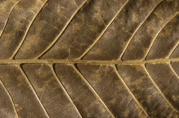 Dry autumn leaf vein structure underside as background