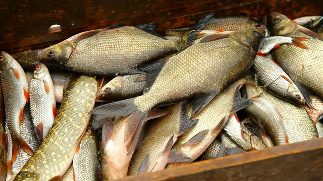 river fish