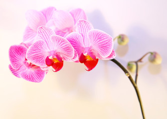 Obraz na płótnie Canvas Różowe smugi orchid kwiat i cieniem na białym tle
