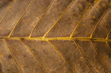 Dry autumn leaf vein structure as background