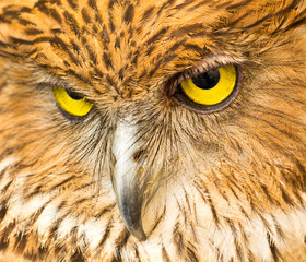 Face of Owl close up