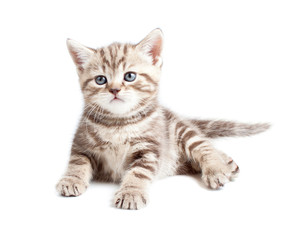 British baby cat or kitten lying isolated