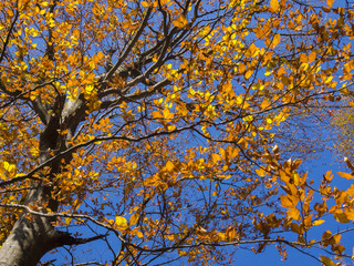Autumn colors