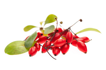 Berberitze (Berberis vulgaris) rote Beeren und Blätter auf wei