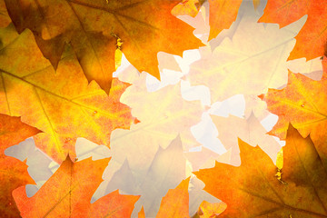 Autumn leaves background