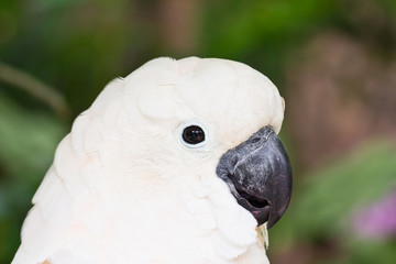Cockatoo face close up