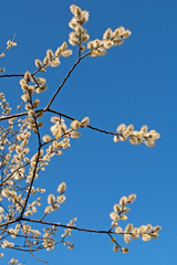 Weidenkätzchen - Salix spec