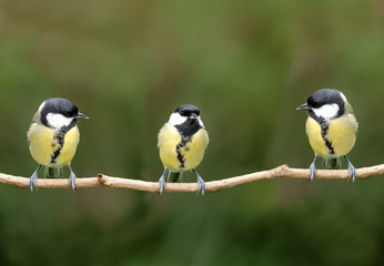three great tits on a branch