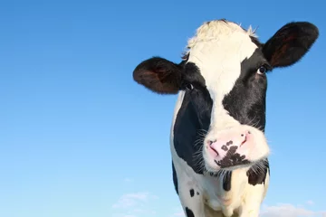 Möbelaufkleber Holstein-Kuh gegen blauen Himmel © Per Tillmann