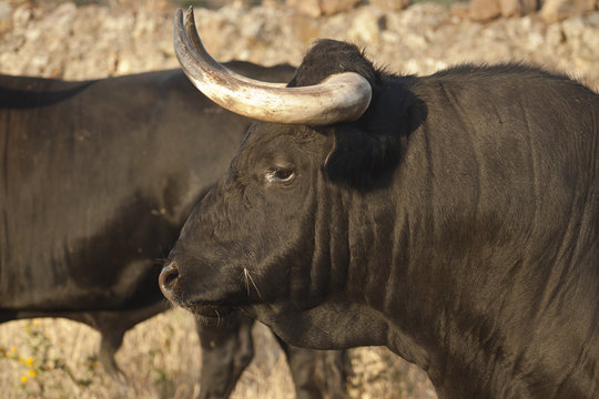 Profile of young fighting bull