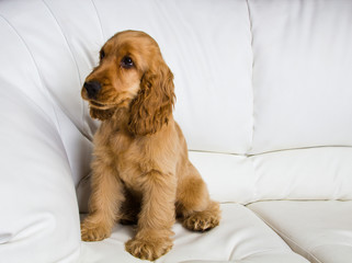 puppy a cocker - a spaniel