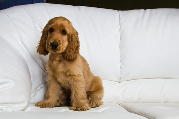 puppy a cocker - a spaniel