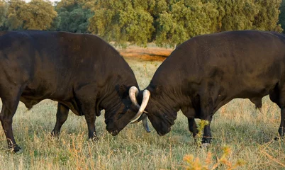 Fotobehang Stierenvechten Vechten bij zonsondergang