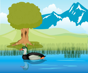 Duck sails in pond