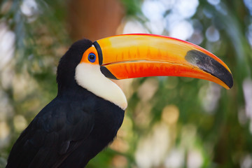 Toucan