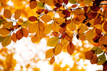 Fototapeta na wymiar Jesienią tła