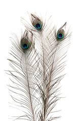 Obraz premium Peacock Feathers on white background