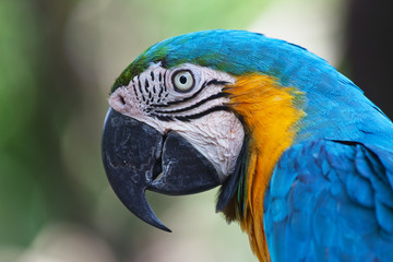 Blue-and-yellow Macaw (Ara ararauna)