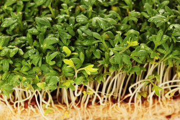 Fresh cress salad closeup