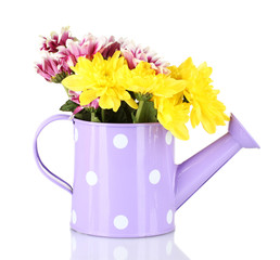 colorful chrysanthemums in violet watering can with white polka