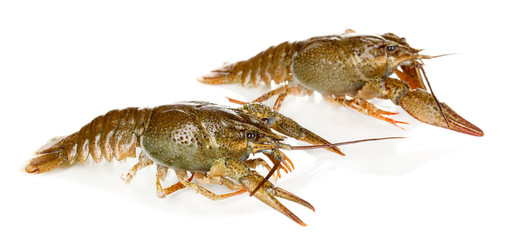 Alive crayfishes isolated on white close-up