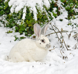 White rabbit lies under a fir