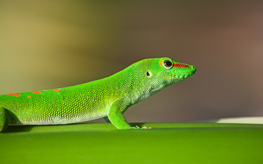 Green gecko