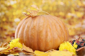 Naklejka na ściany i meble pumpkin and autumn leaves, on yellow background