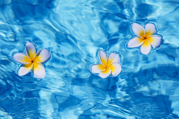 Fototapeta na wymiar Tropical frangipani flower in water