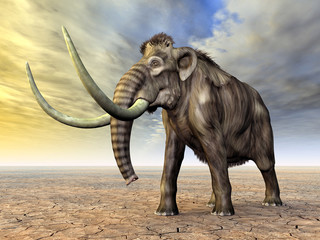 Fototapeta premium Mammoth