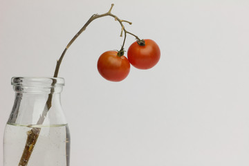 白背景のトマト