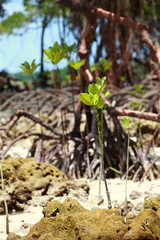 Mangrove tree in Havelock Island in Andamans, India.