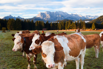 Fototapeta na wymiar krowy mleczne w Alpach Bawarskich