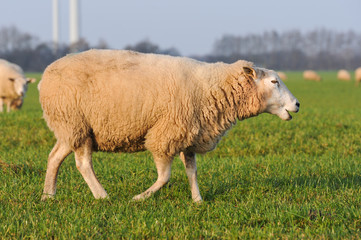 Schaf auf grüner Wiese