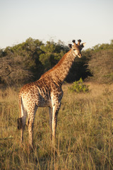Giraffe