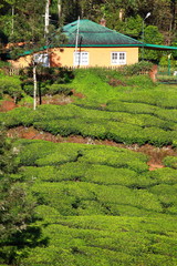 Fototapeta na wymiar Krajobraz zielonych plantacjach herbaty. Munnar, Kerala, India