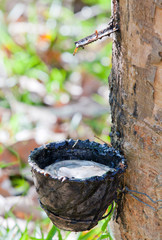 Kautschukplantage in Thailand © Siegfried Schnepf
