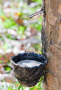 Kautschukplantage in Thailand