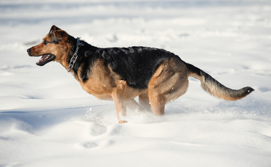Fototapeta na wymiar ruuning pies na śniegu