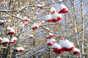 Snowy berries